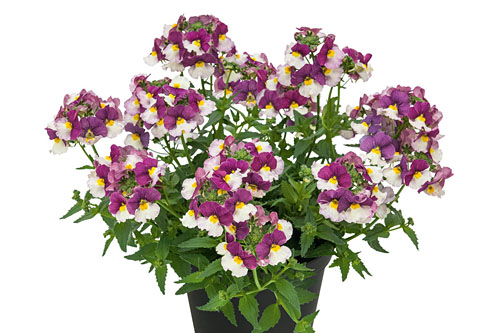 Nemesia Fairy Kisses Cassis