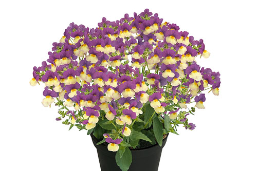 Nemesia FAIRY KISSES Fairy Kisses Vanilla Berry
