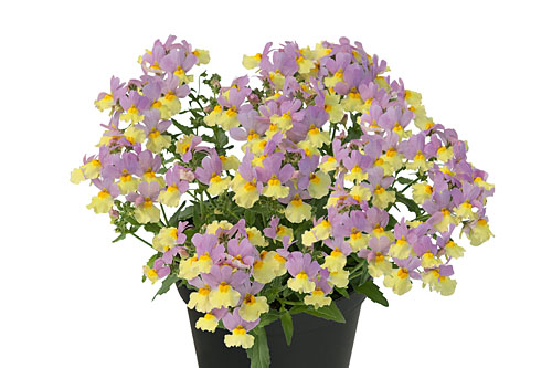 Nemesia Fairy Kisses Pink Lemonade