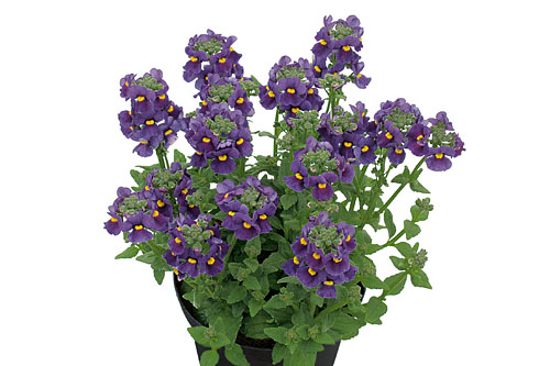 Nemesia Karoo Dark Blue
