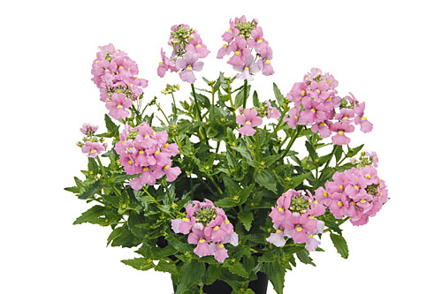 Nemesia Karoo Pink