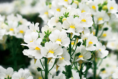 Nemesia Karoo White