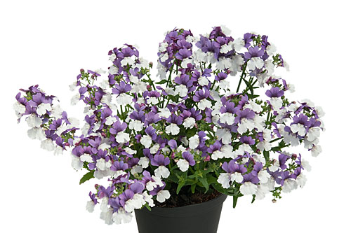 Nemesia Sunsatia plus Blueberry on Ice