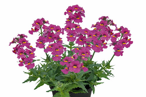 Nemesia Sunsatia plus Ciruela 2022 Nemesia Sunsatia plus Ciruela 2022