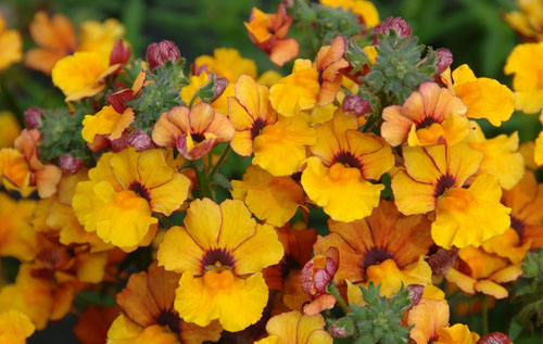 Nemesia Sunsatia plus Kiwano