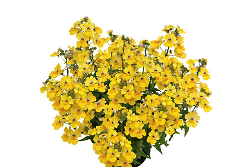 Nemesia Sunsatia plus Little Banana