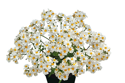 Nemesia Sunsatia plus Little Coco