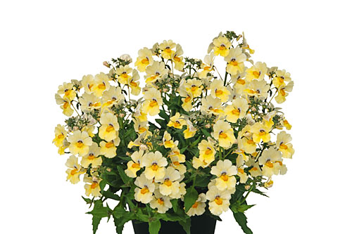 Nemesia Sunsatia plus Little Vanilla