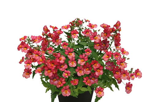 Nemesia Sunsatia plus Little Watermelon