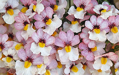 Nemesia Sunsatia plus Lychee