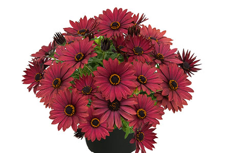 Osteospermum Summersmile Copper Osteospermum Summersmile Copper