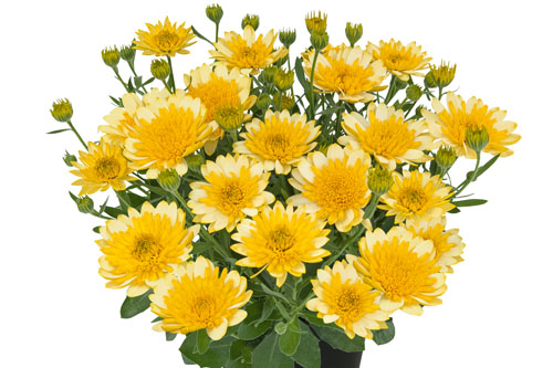 Osteospermum SUMMERSMILE Double Golden Yellow