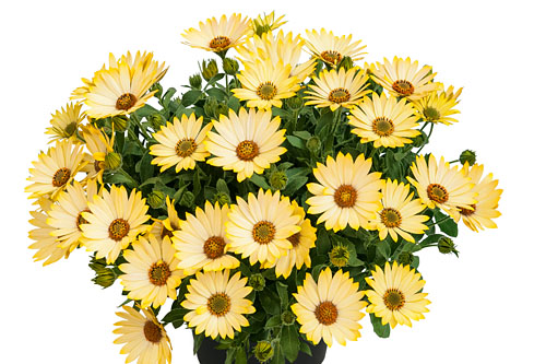 Osteospermum SUMMERSMILE Light Yellow