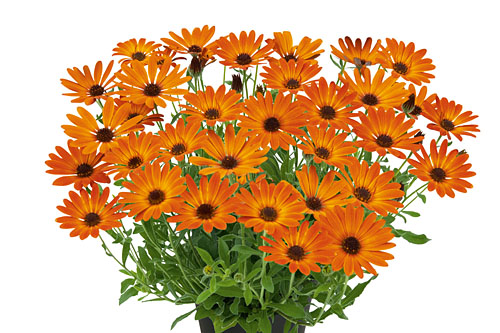 Osteospermum SUMMERSMILE Tangerine Osteospermum SUMMERSMILE Tangerine