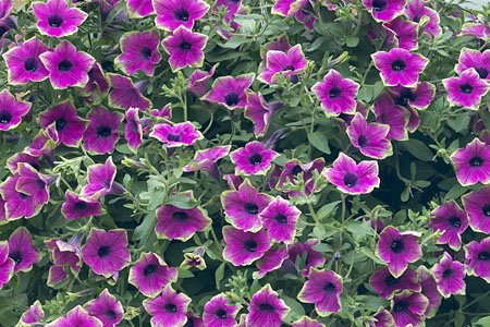 Petunia Buzz Purple