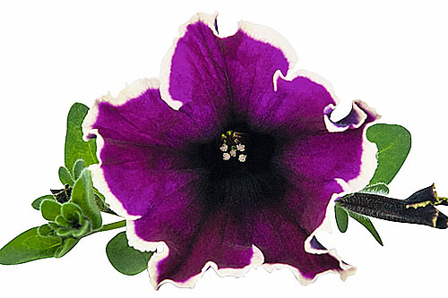 Petunia  Cardinal Rim