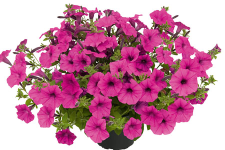 Petunia Pure Raspberry Petunia Pure Raspberry