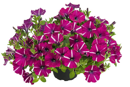 Petunia Sangria Star