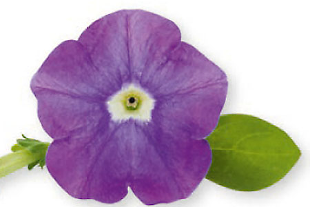 Petunia Surfinia Ocean Blue