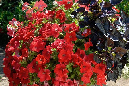 Petunia Surfinia Trailing Red