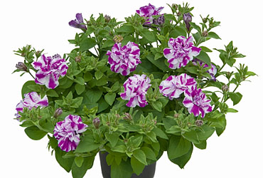 Petunia  Amarena Twist