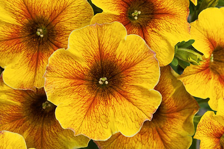 Petunia BeautiCal Caramel Yellow