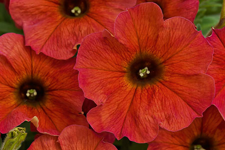 Petunia BeautiCal Cinnamon