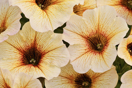 Petunia BeautiCal French Vanilla