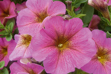 Petunia BeautiCal Sunray Pink