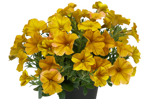 Petunia BeautiCal Yellow Sun