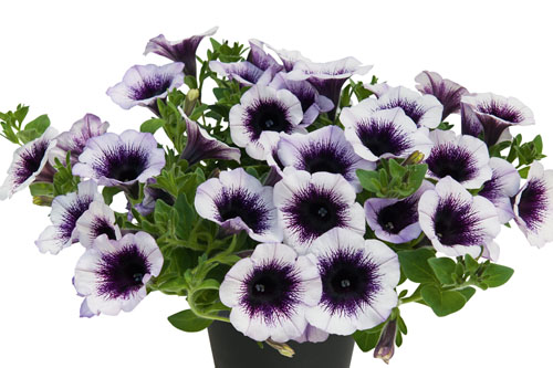 Petunia  Black Spot