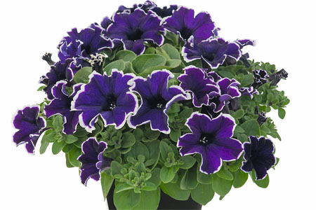 Petunia  Blue Picotee