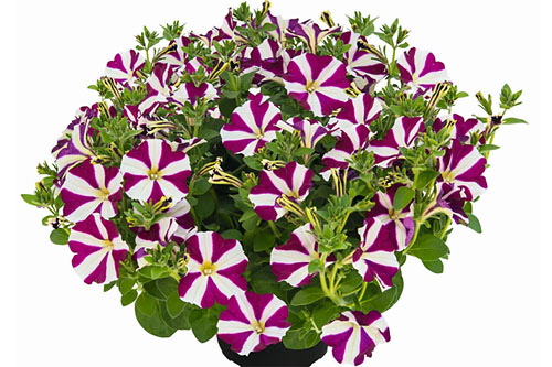 Petunia  Cassis Queen 