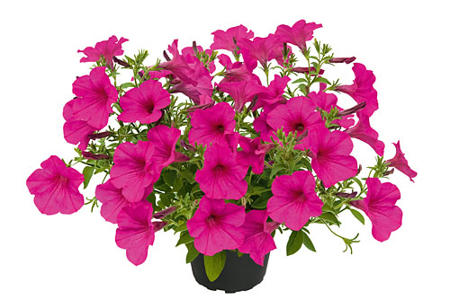 Petunia KUYAMBA Hot Pink Petunia KUYAMBA Hot Pink