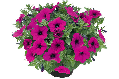 Petunia KUYAMBA Light Purple