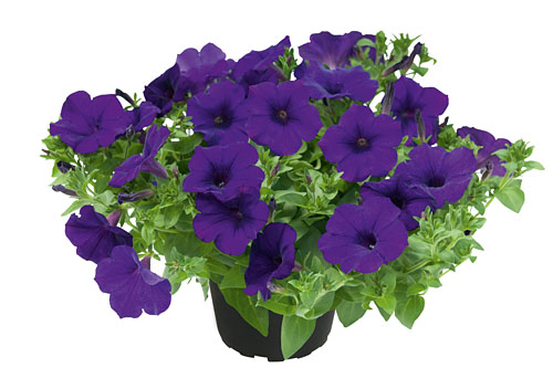 Petunia KUYAMBA Lilac Blue