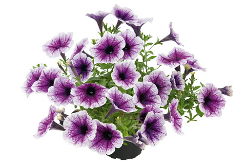 Petunia KUYAMBA Opal Eyes Petunia KUYAMBA Opal Eyes