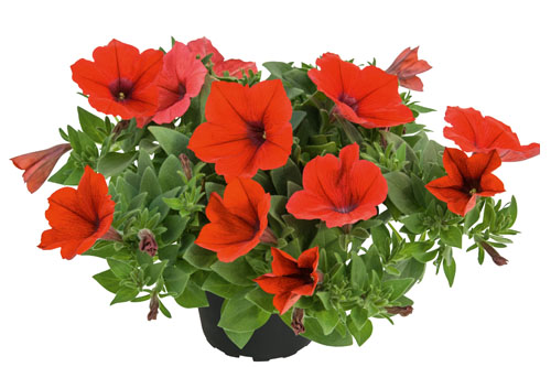 Petunia KUYAMBA Red