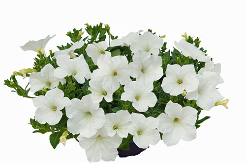 Petunia KUYAMBA White