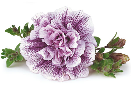 Petunia  Lavender Bouquet