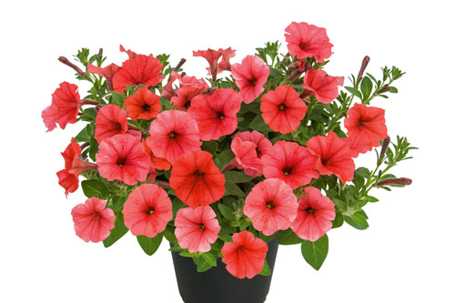 Petunia MINI VISTA Coral