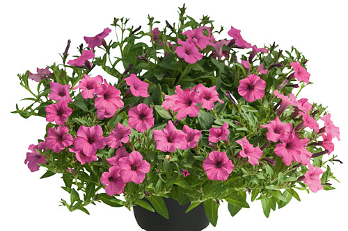 Petunia MINI VISTA Hot Pink