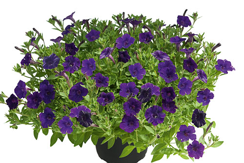 Petunia MINI VISTA Violet