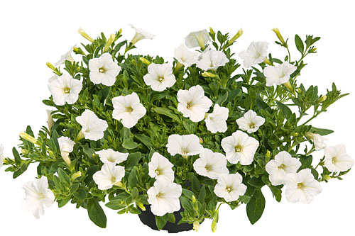 Petunia MINI VISTA White