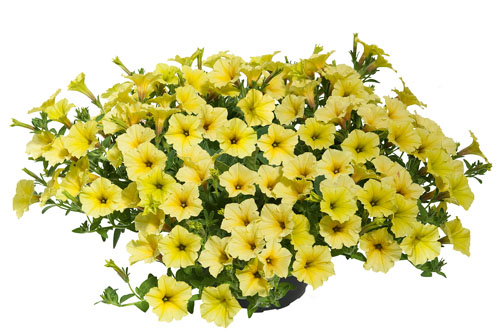 Petunia MINI VISTA Yellow