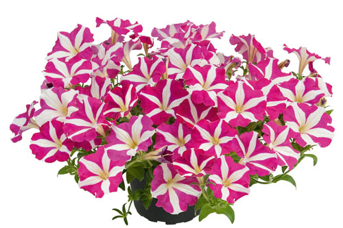 Petunia  Pink Wheel