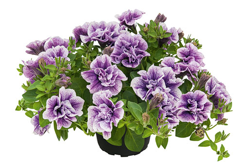 Petunia  Priscilla Pro