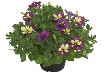 Petunia  Purple Cream