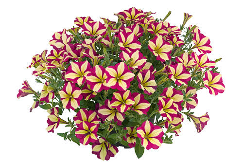 Petunia  Purple Wheel