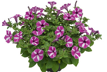 Petunia  Raspberry Star